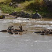  The Serengeti, TZ